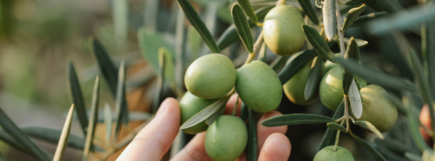 Squalene (with an “e”) is a natural moisturiser produced in the human body and is one of the main components in the skin’s natural sebum. Squalane (with an “a”) is a hydrogenated version of Squalene (with an “e”) and is not natural. Picture of olives being picked. Comparing the Ingredients, Claims & Packaging of over 160 Facial Oils on the market in Australia. Oasis Black is the Best 100% Organic & All Natural Face Oil made with only Cold Pressed Virgin Carrier Oils & Steam Distilled Essential Oils.