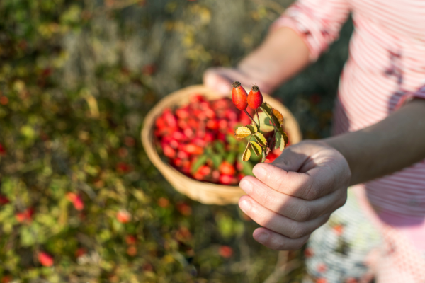 Oasis_Black_-_Organic_Botanical_Skincare_-_Minimally_Processed_Organic_Ingredients_-_Cold_Pressed_Carrier_Oils_-_Organic_Rosehip_Harvesting.png
