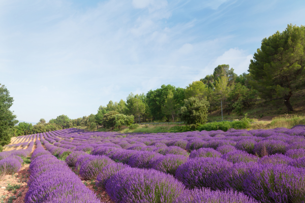 Oasis_Black_-_Organic_Botanical_Skincare_-_Minimally_Processed_Organic_Ingredients_-_French_Lavender_Field.png