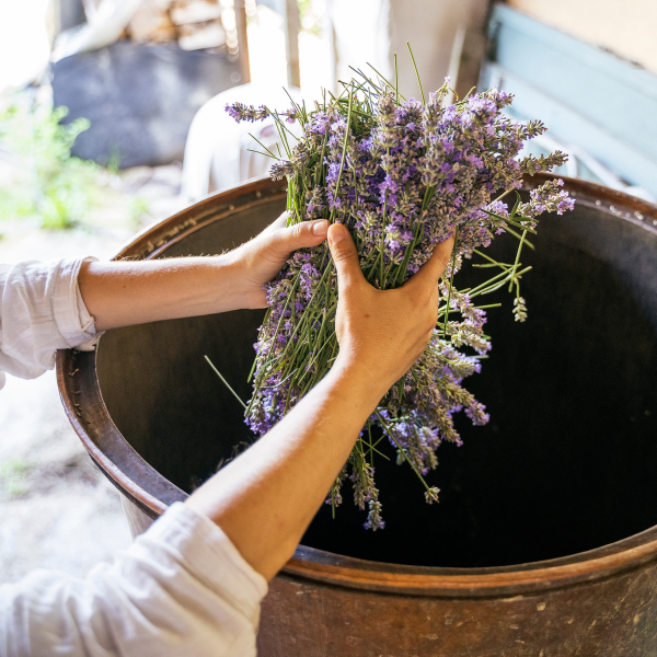 Oasis_Black_-_Organic_Botanical_Skincare_-_Minimally_Processed_Organic_Ingredients_-_Steam_Distilled_Essential_Oils_-_Lavender_Essential_Oil_Distillation_-_square.png